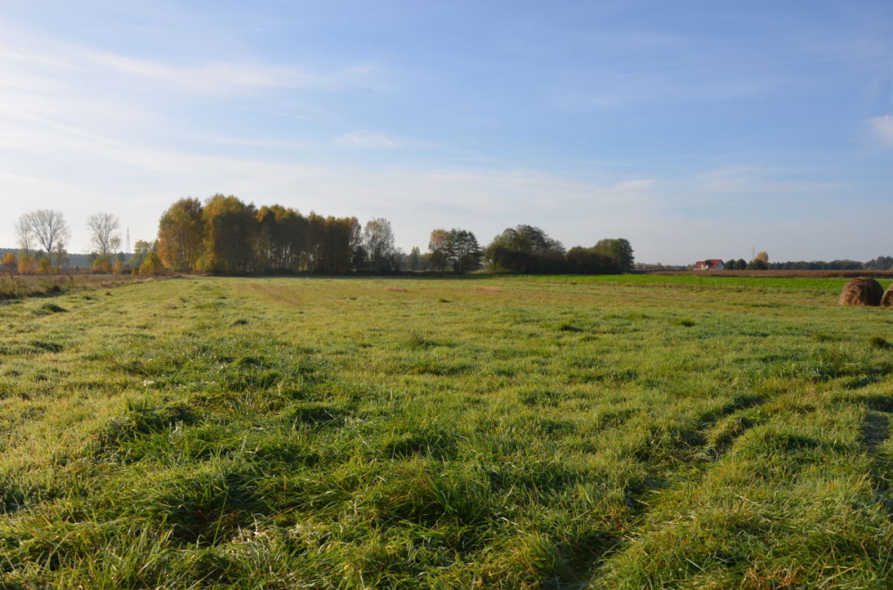 DziaŁki Budowlane Blisko DĄbia - 11880314