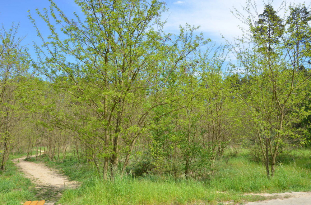 NIEZWYKŁA DZIAŁKA BUDOWLANA W ZIELONEJ GÓRZE - 12060314