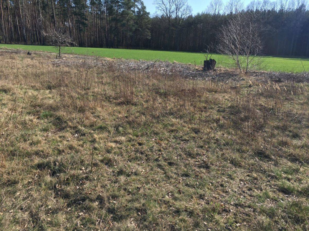 DziaŁka Rolna K/ KoŻuchowa - 12770314