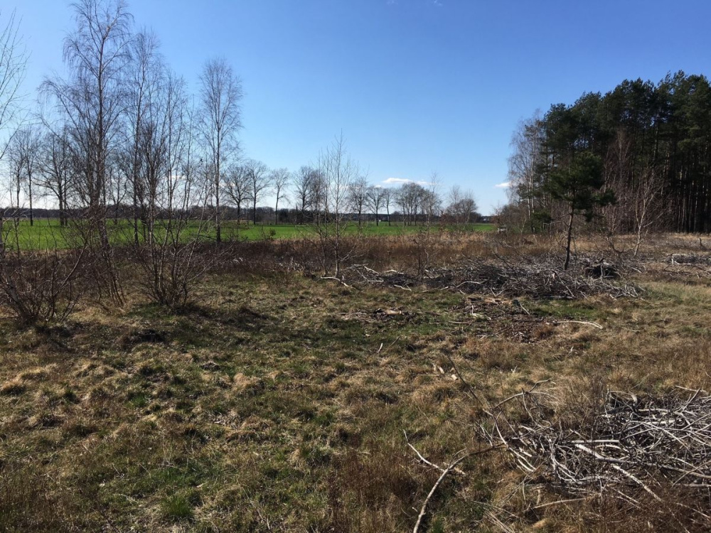 DziaŁka Rolna K/ KoŻuchowa - 12770314