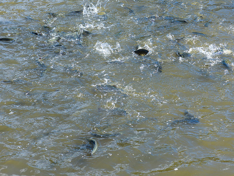 Obiekt Gastronomiczny - Łowisko I SmaŻalnia Ryb - 14050314