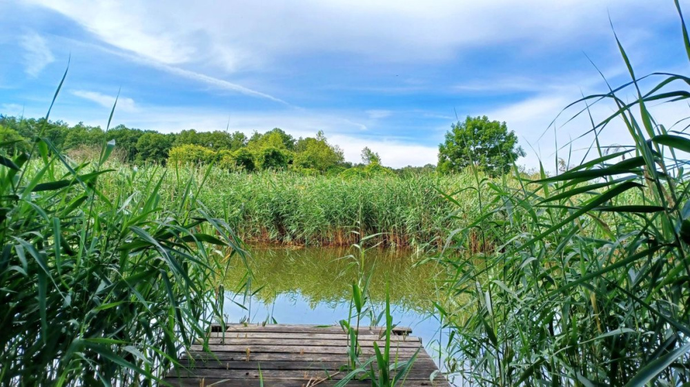 PosiadŁoŚĆ Nad RzekĄ ObrĄ. - 15440314