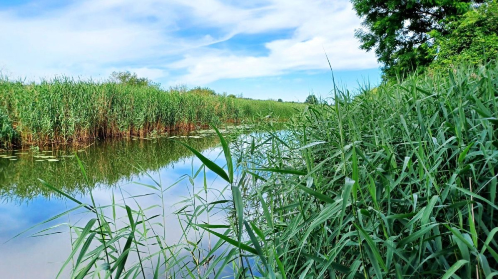 PosiadŁoŚĆ Nad RzekĄ ObrĄ. - 15440314