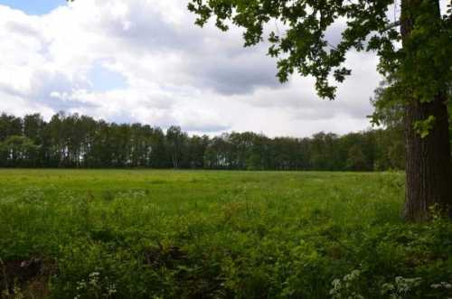 DZIAŁKA ROLNA  8,17 HEKTARA W ŚWIDNICY - 5360314